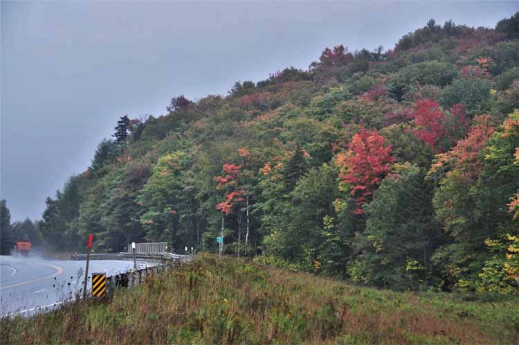 fall foliage